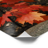 Poster Whitetail En Automne (Coin)