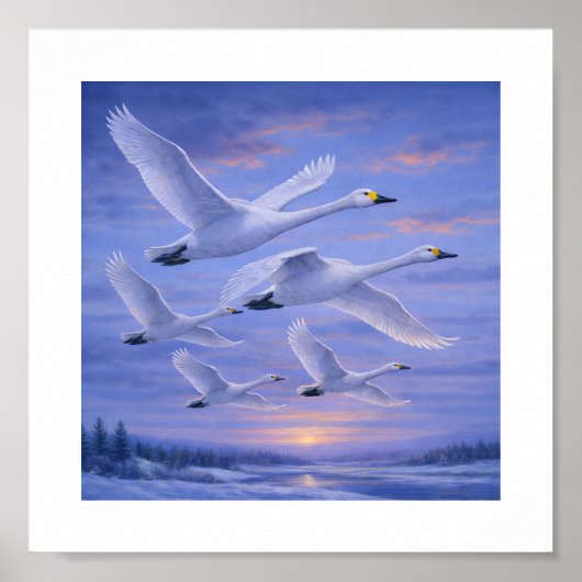 Poster Whooper Swans in Winter Sky – Japanese Wild Bird (Devant)