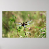 Poster Widow Skimmer (Devant)