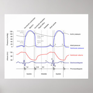 Poster Wiggers Diagram cardiaccycle events left ventricle