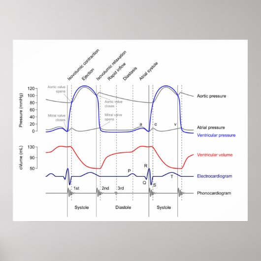 Poster Wiggers Diagram cardiaccycle events left ventricle (Devant)