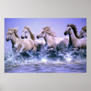 Poster Wild and free, Camargue Horses