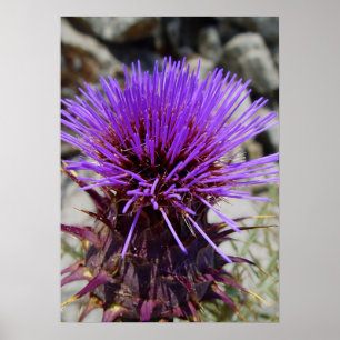 Poster Wild artichoke