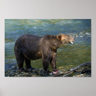 Poster Wild Bear A Obtenu Son Saumon À Toba Inlet