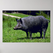 Poster Wild Boar (Devant)
