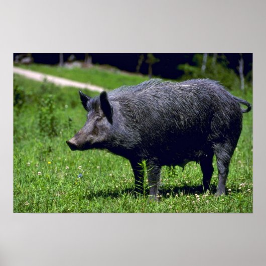 Poster Wild Boar (Devant)