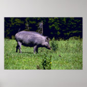Poster Wild Boar (Devant)