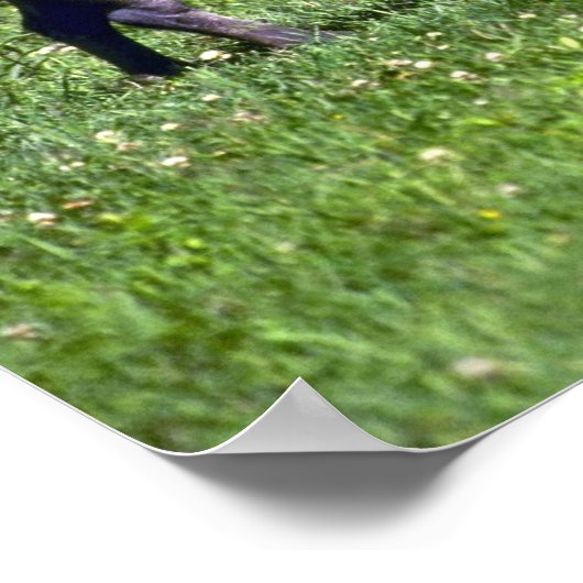 Poster Wild Boar (Coin)