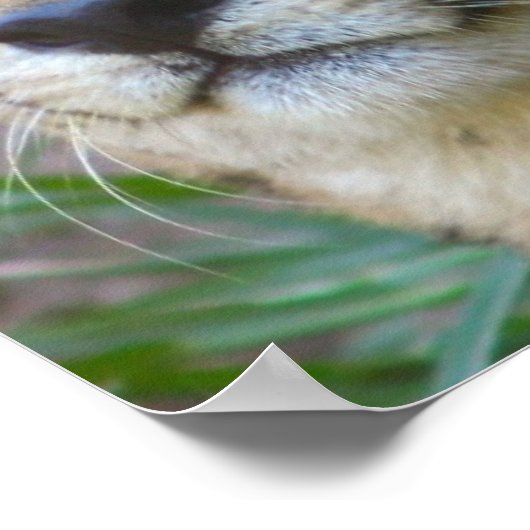 Poster Wild Cheetah (Coin)