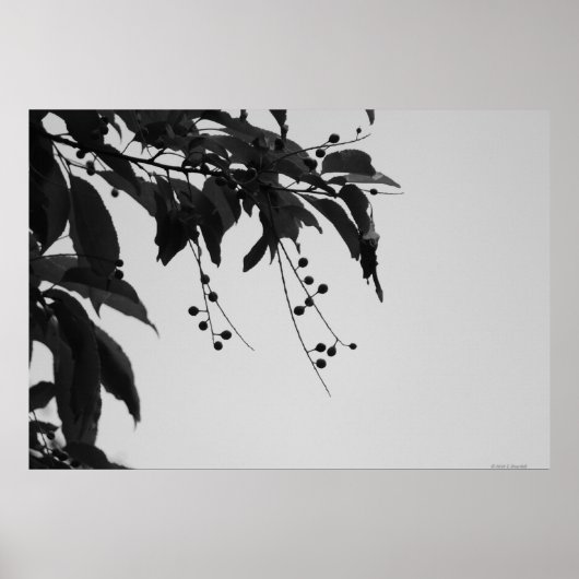 Poster Wild Cherries (Voorkant)