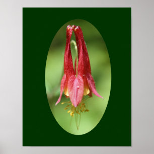 Poster Wild Columbine Flower Photography Print