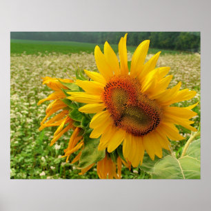 Poster Wild Heart ,Sunflowers,Prints