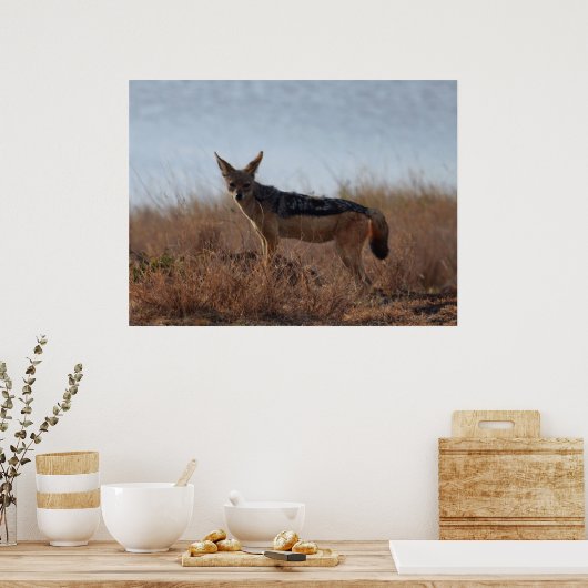 Poster Wild Jackal (Cuisine)