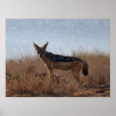 Poster Wild Jackal (Devant)