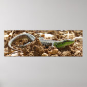 Poster Wild Lizard Nature Photographie Rustique (Devant)