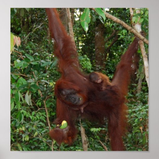 Poster Wild One animal mère et bébé (Devant)