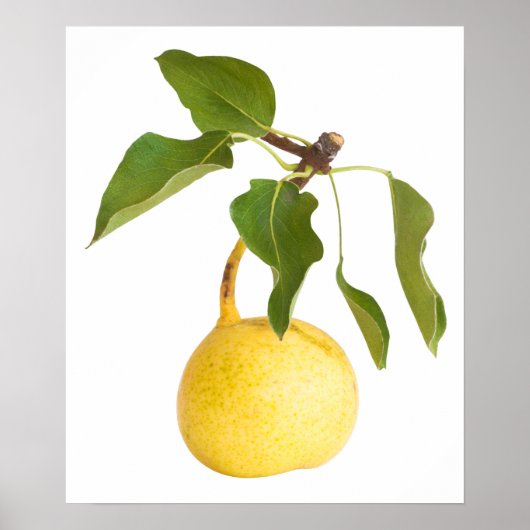 Poster Wild pear (Devant)