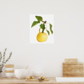 Poster Wild pear (Cuisine)