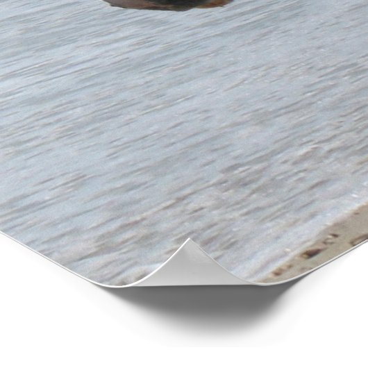 Poster Wild Pony (Coin)