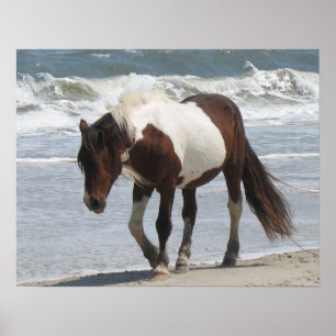 Poster Wild Pony