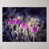 Poster Wild Pyramidal Orchids in Malta (Devant)