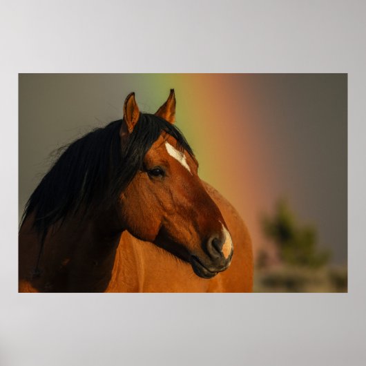 Poster Wild Stallion, Golden Light and Rainbow (Devant)