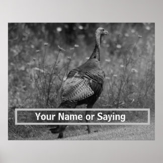 Poster Wild Turkey B&W photo