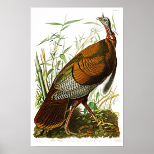 Poster Wild Turkey John James Audubon Birds of America