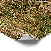 POSTER WILD WALDS (Coin)