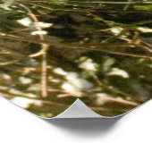 Poster - Wildcat écossais (Coin)