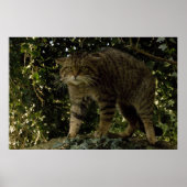 Poster - Wildcat écossais (Devant)