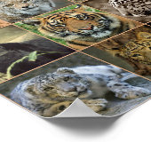 Poster Wildcats (Coin)