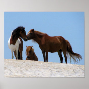 Poster wilde paarden
