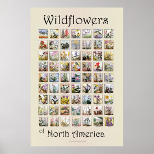 Poster Wildflowers of North America