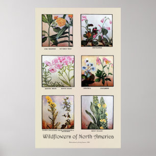 Poster Wildflowers of North America [C]