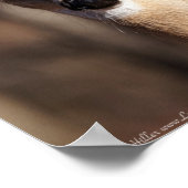 Poster Wildlife Whitetail Deer Doe Portrait (Coin)