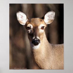 Poster Wildlife Whitetail Deer Doe Portrait
