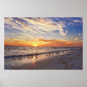 Poster Willets sur une plage de Floride au coucher du sol