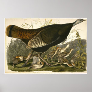 Poster William Lizars Wild Turkey