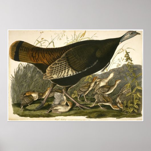 Poster William Lizars Wild Turkey (Devant)