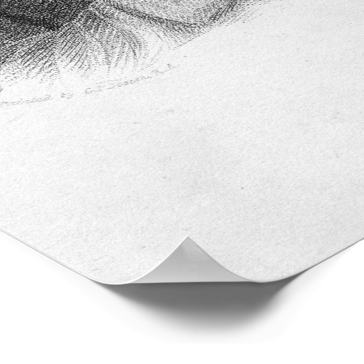 Poster William Sharp, gravé par J. Thomson (Coin)