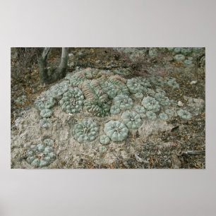 Poster Williamsii de Lophophora - peyotl