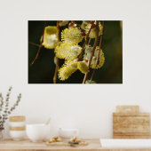 Poster Willow Buds (Cuisine)