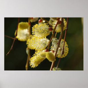 Poster Willow Buds