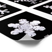 Poster Wilson Bentley Snowflakes (Coin)