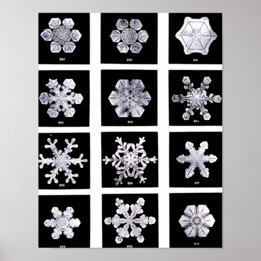 Poster Wilson Bentley Snowflakes (Devant)