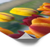 Poster Windmills et tulipes le long du canal à (Coin)