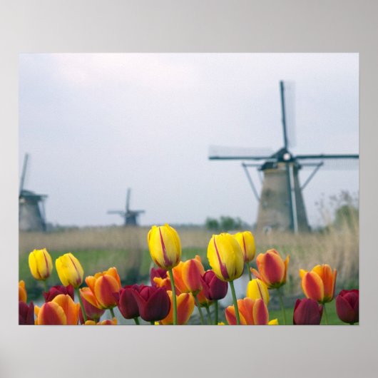 Poster Windmills et tulipes le long du canal à (Devant)