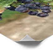 Poster Wine on the Vine (Coin)