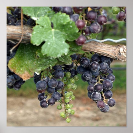 Poster Wine on the Vine (Devant)